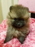 ポメラニアン【栃木県・男の子・2017年7月16日・オレンジセーブル】の写真1「8/25撮影。とても可愛いお顔です♡」