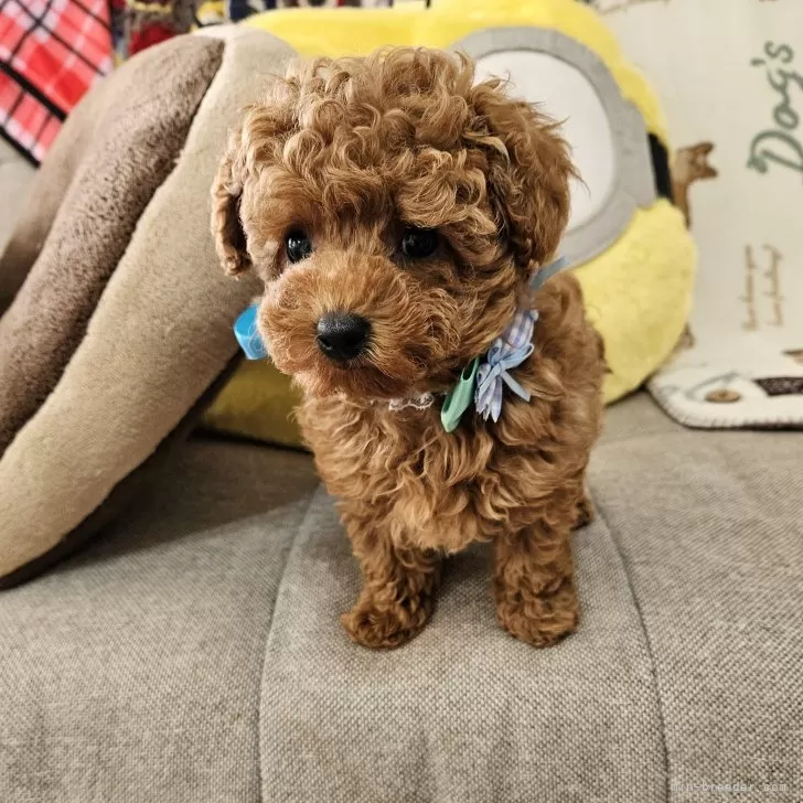 K.Y 様のお迎えした子犬
