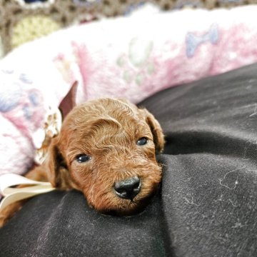 トイプードル(タイニー)【奈良県・男の子・2025年10月9日・レッド】の写真「濃いレッドの男の子」