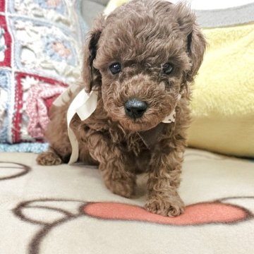 タイニープードル【奈良県・男の子・2025年10月9日・レッド】の写真「濃いレッドの男の子」