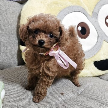 トイプードル(ティーカップ)【奈良県・女の子・2025年8月7日・レッド】の写真「小さい小さい女の子」