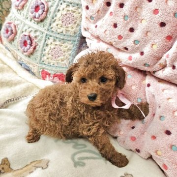 トイプードル(タイニー)【奈良県・女の子・2025年2月19日・レッド】の写真「甘えん坊で控えめさん」