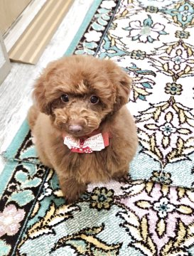 トイプードル(トイ)【奈良県・女の子・2024年11月14日・レッド】の写真「まん丸太っちょちゃん」