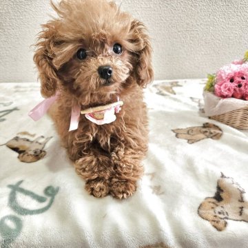 ティーカッププードル【奈良県・女の子・2025年8月7日・レッド】の写真「ティーカップ確定」