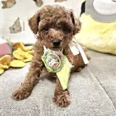 ティーカッププードル【奈良県・男の子・2025年8月7日・レッド】の写真3