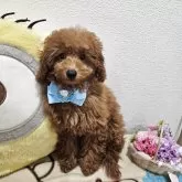 タイニープードル【奈良県・男の子・2025年7月25日・レッド】の写真5