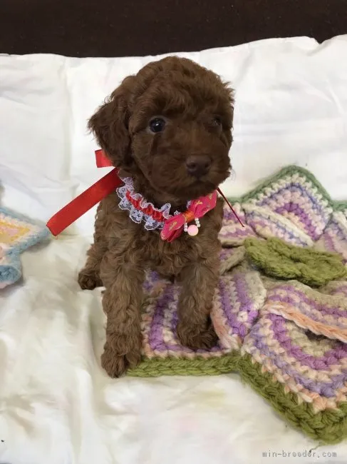 ID：1704-01001の子犬