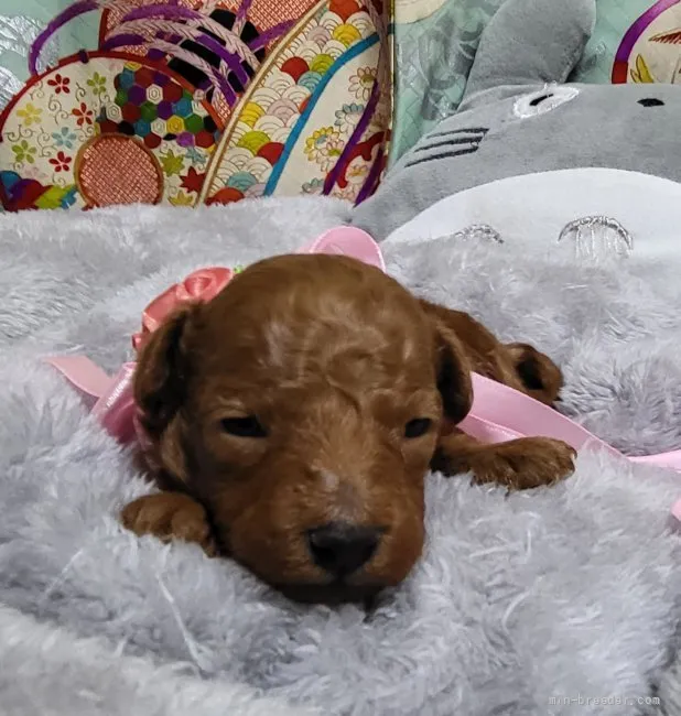 K.M 様のお迎えした子犬