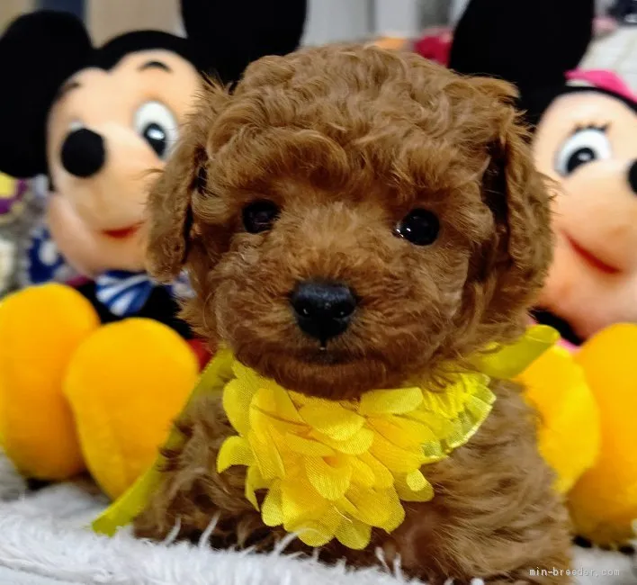 ID：2012-01820の子犬