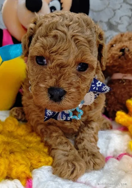 R.T 様のお迎えした子犬