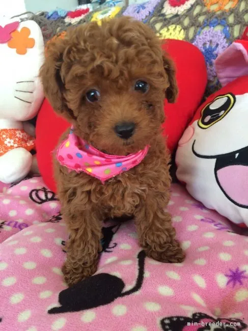 ID：1601-01162の子犬