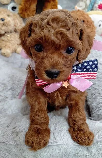 のこさん 様のお迎えした子犬