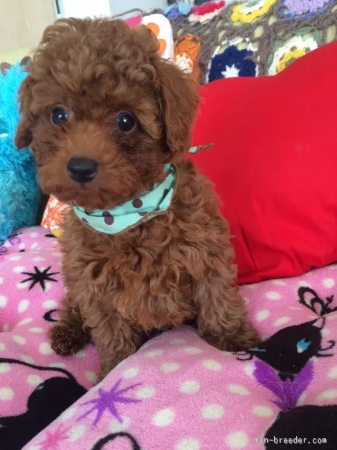 ID：1602-01125の子犬