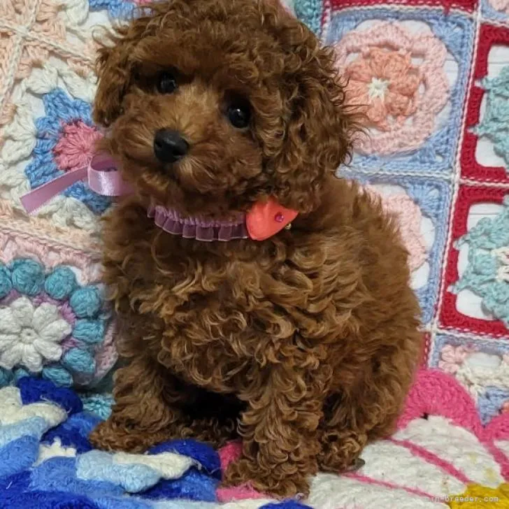 ジュンジ 様のお迎えした子犬