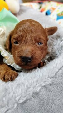 トイプードル(トイ)【奈良県・男の子・2020年9月26日・レッド】の写真「濃いレッドの男の子」