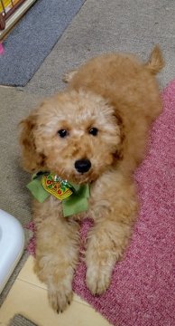 トイプードル(トイ)【奈良県・男の子・2020年1月23日・レッド】の写真「のんびりで、少し大きめの男の子」