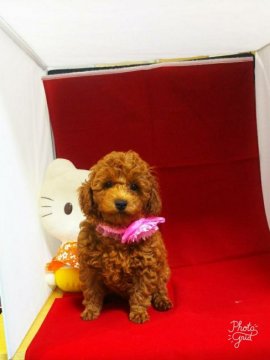 トイプードル(タイニー)【奈良県・女の子・2017年5月22日・レッド】の写真「今月中、サマーセール実施中🎵」