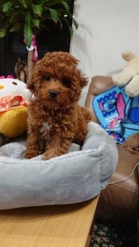 トイプードル(トイ)【奈良県・女の子・2017年10月1日・レッド】の写真「ワクチン接種&健康診断済みです。すぐ連れて帰れます」