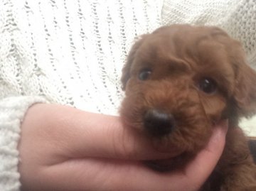 トイプードル(トイ)【奈良県・女の子・2016年1月17日・レッド】の写真「お父さんティーカップです」