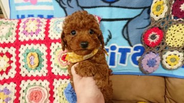 トイプードル(タイニー)【奈良県・男の子・2017年12月10日・レッド】の写真「タイニー小振り🎵ちっちゃい男の子🎶」