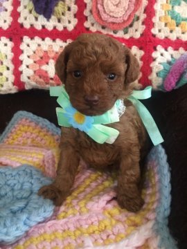 トイプードル(タイニー)【奈良県・男の子・2017年4月5日・レッド】の写真「濃いレッドの男の子です」