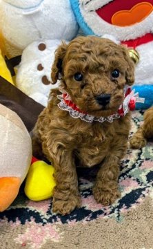 トイプードル(ティーカップ)【奈良県・女の子・2020年4月21日・レッド】の写真「元気な女の子」