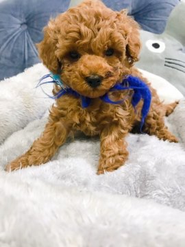 トイプードル(トイ)【奈良県・男の子・2020年1月31日・レッド】の写真「小柄な男の子」