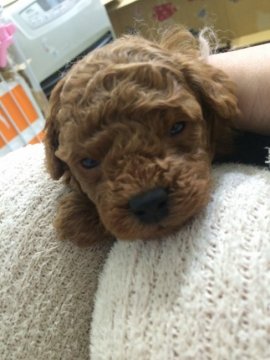 トイプードル(タイニー)【奈良県・女の子・2015年12月31日・レッド】の写真「」