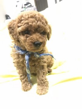 トイプードル(トイ)【奈良県・男の子・2018年4月24日・レッド】の写真「見学受付中❤️」
