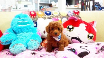 トイプードル(タイニー)【奈良県・男の子・2015年12月30日・レッド】の写真「お父さんティーカップです」