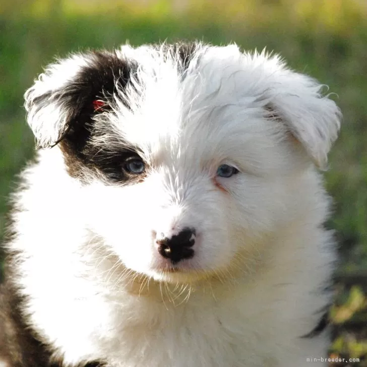 ID:2505-03411の子犬