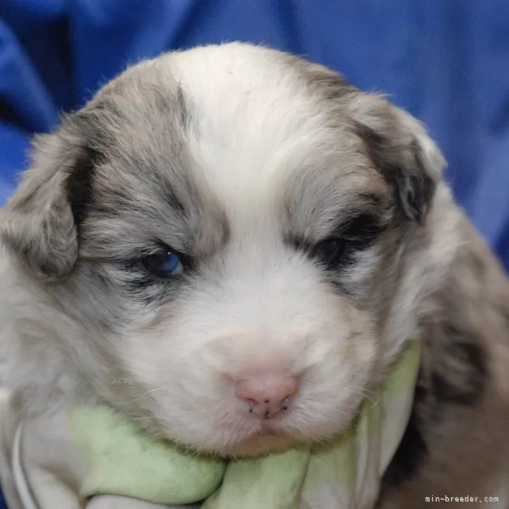 ID：2503-01849の子犬