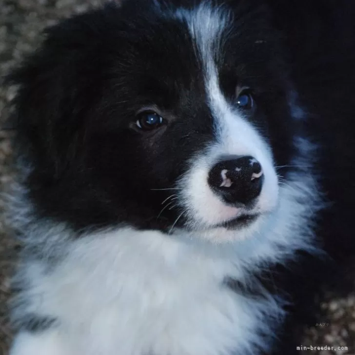 ID：2411-04897の子犬