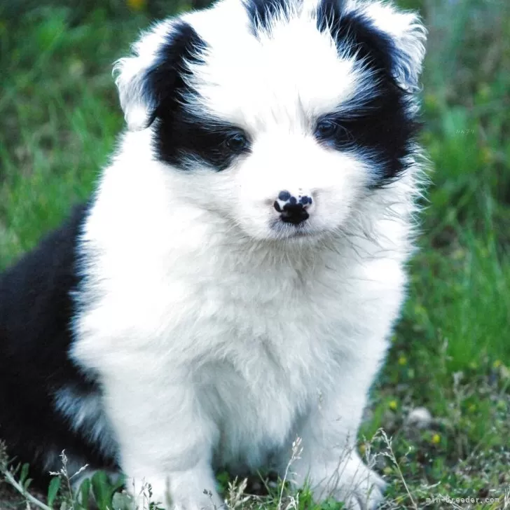 ID：2505-03393の子犬