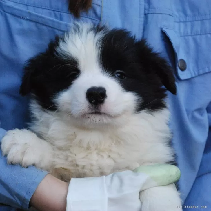 H.K 様のお迎えした子犬