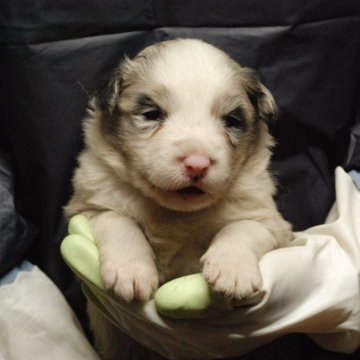 ボーダーコリー【鳥取県・女の子・2024年11月5日・ブルーマール】の写真「綺麗なフレーズ　カラー両目ブルー」