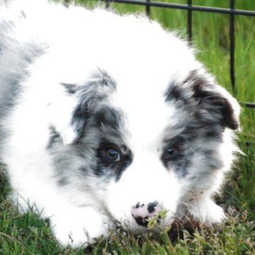 ボーダーコリー【鳥取県・男の子・2026年1月20日・ブルーマール】の写真「父血統書内14頭中12頭ＣH母14頭中7頭ＣH」