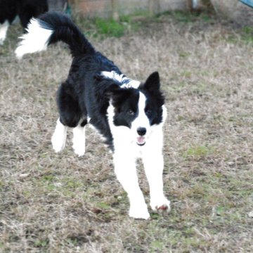 ボーダーコリー【鳥取県・男の子・2025年5月27日・ブラックホワイトロングストレート】の写真「甘えん坊　遺伝病は両親すべてクリア賢明」