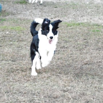 ボーダーコリー【鳥取県・男の子・2025年5月27日・ブラックホワイトロングストレート】の写真「基本に忠実な交配　遺伝病は両親すべてクリア」
