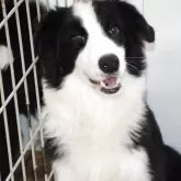 ボーダーコリー