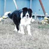 ボーダーコリー