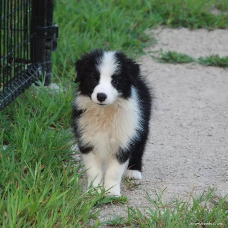りくの 様のお迎えした子犬