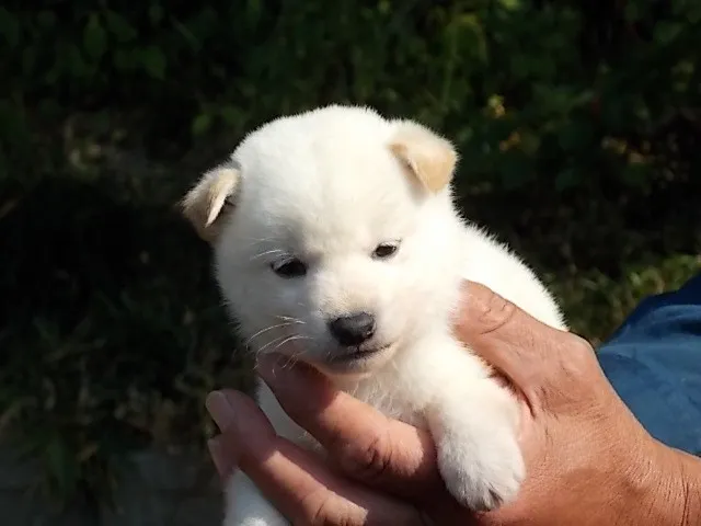ID：1210-00256の子犬