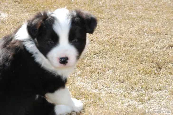 ID：1812-02946の子犬