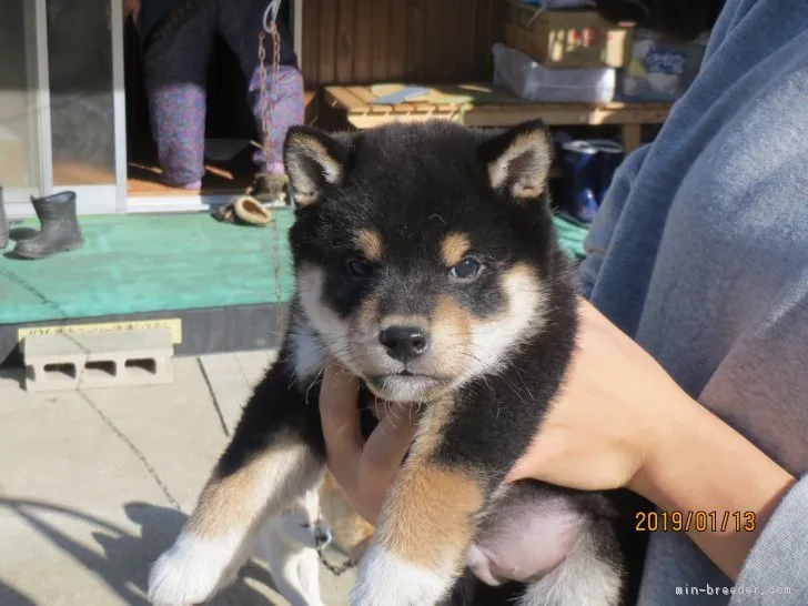 ID：1901-01458の子犬