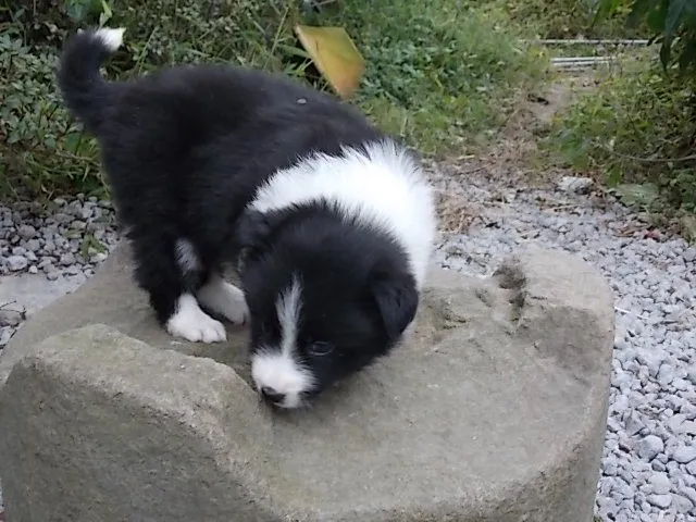 ID：1210-00254の子犬