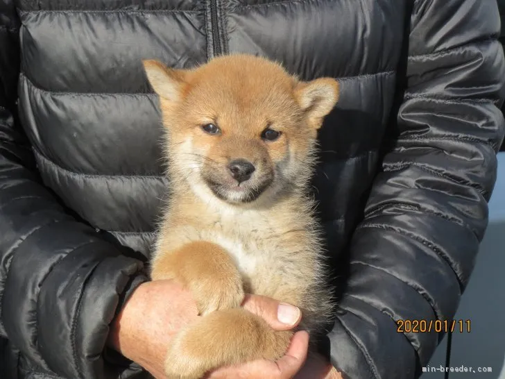 ID：2001-02089の子犬