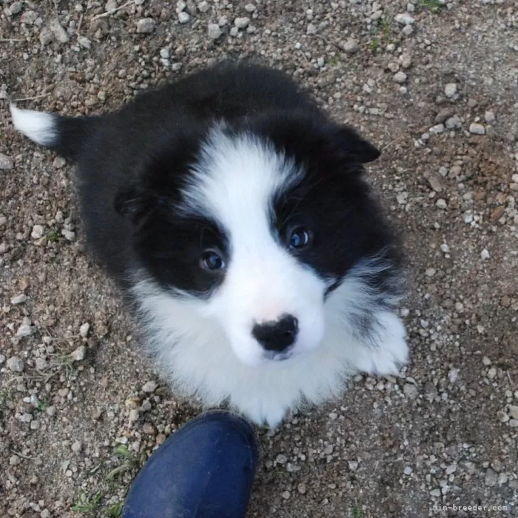 ID:2312-00836の子犬