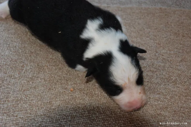 ID：1708-00971の子犬