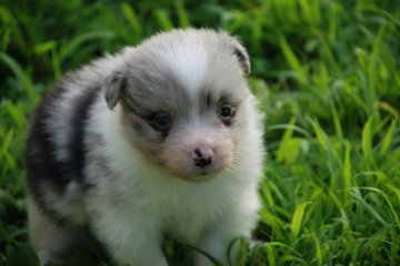 ボーダーコリー【鳥取県・女の子・2019年6月27日・ブルーマール】の写真「小ぶりのかわいい子オッドアイ」